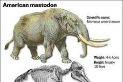 Americký prehistorický mamut - mastodon