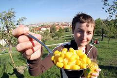 Kukuřice sterilovaná