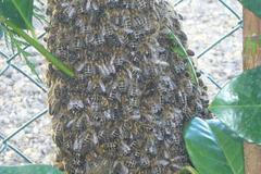 Když se včely rojí