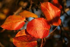 Červené listy na stromě