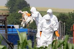 Ptačí chřipka rok poté