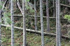 Polom u Horní Malé Úpy