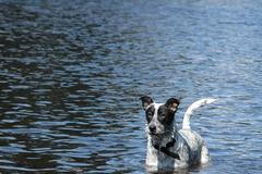 Pes ve vodě