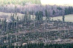 Přibližně pětihektarový polom v oblasti lesní správy Velhartice