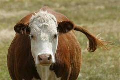 Krávy bučí všude jinak.