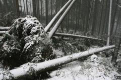 Následky vichřice v Krkonoších - 9