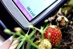 Jahody v zimě. Hm, hm, hm...