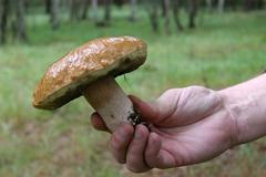 Hřib z Jabkenické obory