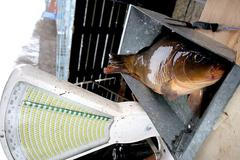 Do Prahy přijeli vánoční kapři