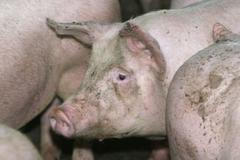 Stavba vepřína v Solanech