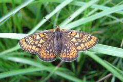 Hnědásek chrastavcový