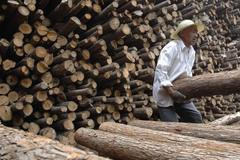 Kácení lesů v Číně