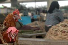 Budeme na paprice nebo do polívky?