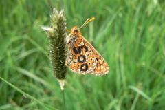 Hnědásek chrastavcový