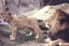 Lev berberský s lvíčetem