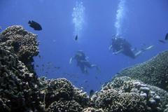 korály korálový útes