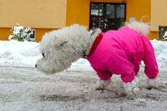 Ostrava pod sněhem - pes