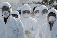 Korea ptačí chřipka