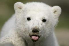 knut