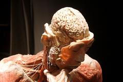 Výstava Bodies v pražské Lucerně