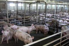 Stavba vepřína v Solanech