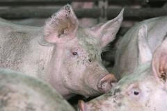 Stavba vepřína v Solanech