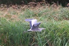 Volavka v Jabkenické oboře