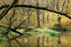 Lužní lesy na soutoku Moravy a Dyje