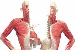 Výstava Bodies... The Exhibition