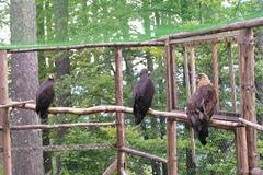 Projekt Orel se vrací