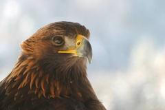 Projekt Orel se vrací