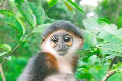 Kočkodanovitá opice: langur šedonohý