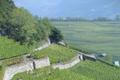 Švýcarské vinice - Valais