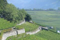 Švýcarské vinice - Valais