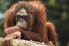 Orangutan