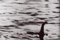Lochnesská příšera Loch Ness