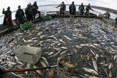 Výlov rybníka Dvořiště poblíž Třeboně