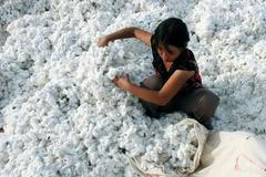 Sklizeň bavlny v Sin-ťiangu