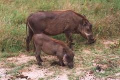 Prase bradavičnaté