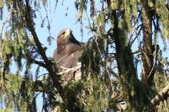 Orlice vypuštěná v Beskydech