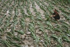 Kukuřičné pole v Číně