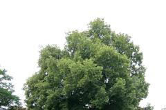 Sokolské lípy na Spořilově