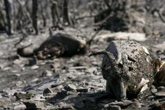 Řecko požáry kozy