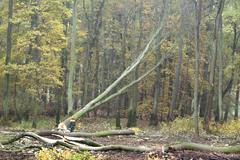 Těžba lesa v polesí obory Soutok