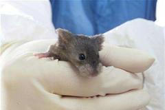 Pokusná myš