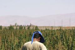 Libanon marihuana