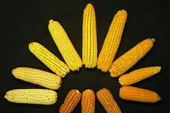 Kukuřice, ilustrační foto