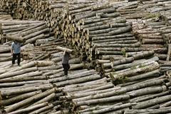 Vykácené stromy v Číně