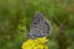 Modrásek východní