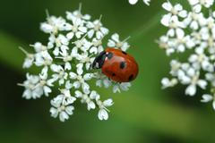 Slunéčko sedmitečné